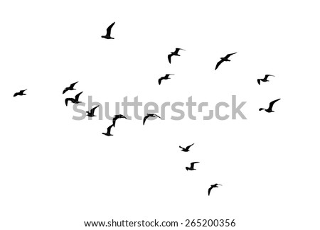 flocks of birds silhouette on a white background Royalty-Free Stock Photo #265200356