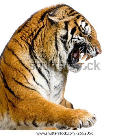 Tiger's Snarling in front of a white background. All my pictures are taken in a photo studio