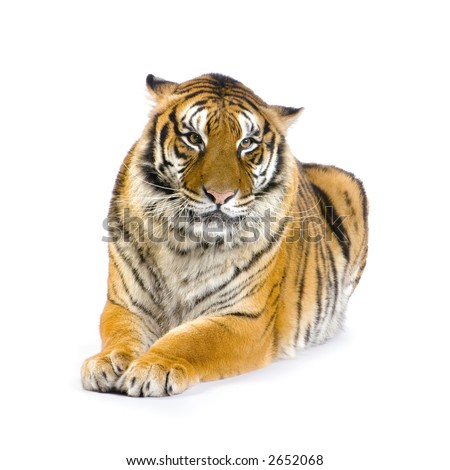 Tiger lying down in front of a white background looking at the camera. All my pictures are taken in a photo studio