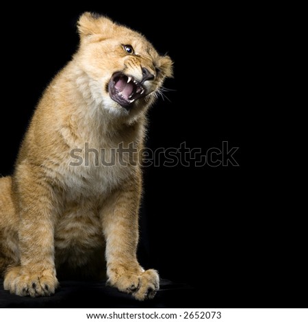 studio Shots of Lion Cub (seven months) sitting in front of a black background. All my pictures are taken in a photo studio.