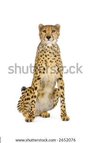 studio Shots of Cheetah sitting in front on a white background. All my pictures are taken in a photo studio