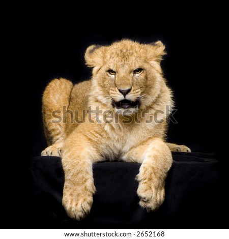 studio Shots of Lion Cub (seven months) lying down in front of a black background. All my pictures are taken in a photo studio.