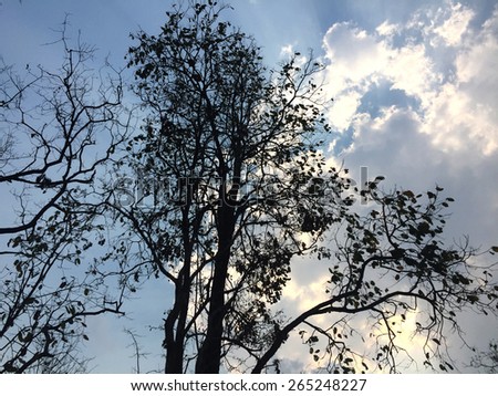 dark forest with black trees and blue sky