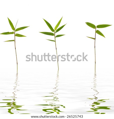 3 thin bamboo with reflection