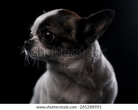 chihuahua dog in studio on black background