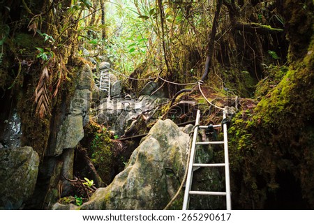 Pinnacles trek in gunung mulu national park Royalty-Free Stock Photo #265290617
