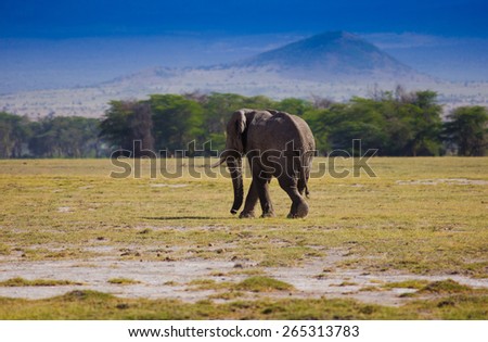 African scene lonley elephant