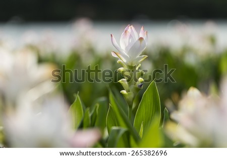 siam tulip