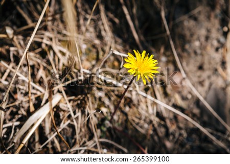 Dandelion with dry grass background