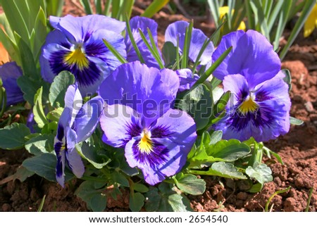 A clump of purple pansies in the spring garden.