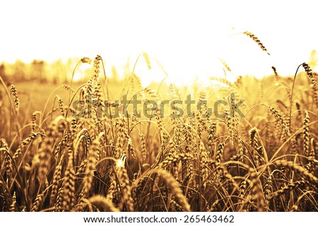 backdrop of ripening ears of yellow wheat field on sunset orange sky background of setting sun on horizon Idea of raw materials for food, rich harvest home heavy crop, harvesting, golden sunny spike