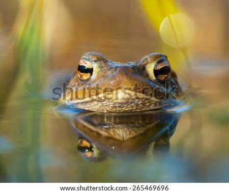 Toad in water (Bufo bufo)