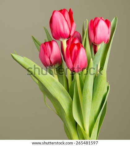 A bunch of red tulips against a gree background.