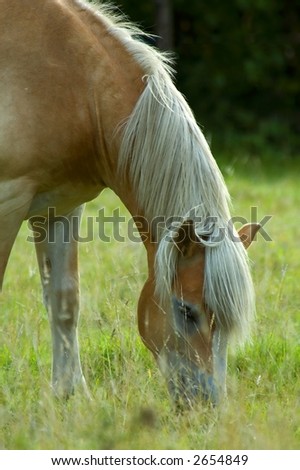 hazed picture of a horse eating grass