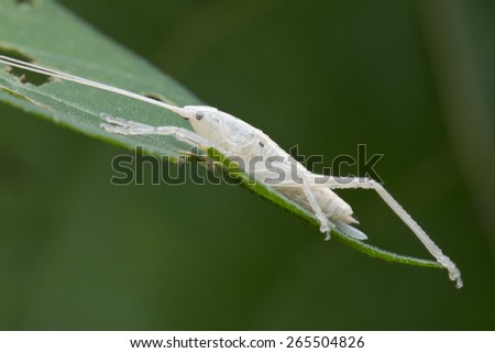 Macro image of a white katydid/bush cricket on green leaf with green background