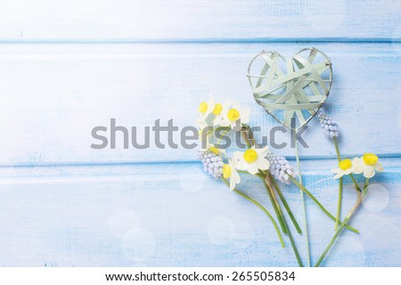 Background with fresh  yellow daffodils,  blue muscaries and decorative heart in ray of light  on blue  wooden planks. Selective focus. Place for text. 