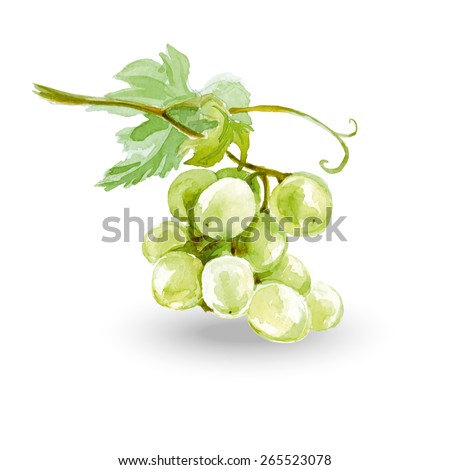 Watercolor Sketch bunches of grapes. Vector illustration.