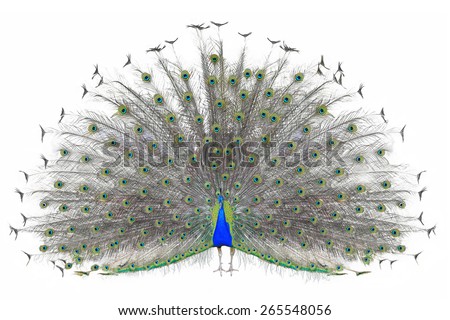 Beautiful Male Indian  Peacock displaying tail feathers Isolated On White Background,front view Royalty-Free Stock Photo #265548056