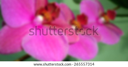 Orchid flowers                               