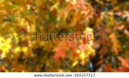  Autumn foliage                              