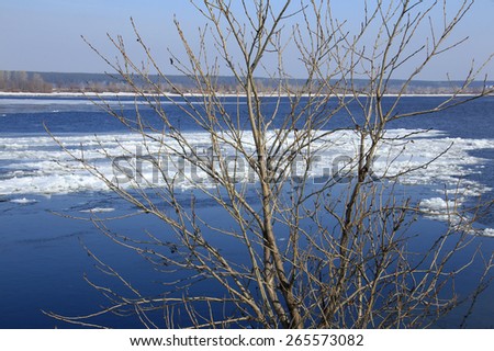 close-up of branches with swollen buds on the background of the river and ice drift in the early spring on a sunny day