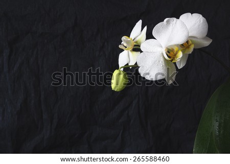 Flowers of white orchid on a black background