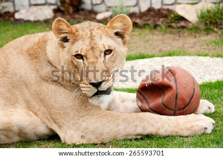 Lioness playing with the balloon