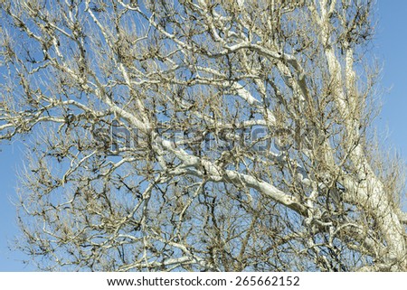 American sycamore branches against a sunny blue sky for this winter wildlife photo