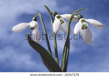 Snowdrop - the first flower of spring. Produced by snowdrop drug against infantile paralysis - Nivalin