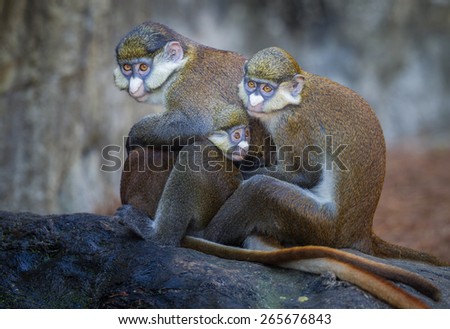 Red tailed Guenon monkey family in group hug Royalty-Free Stock Photo #265676843