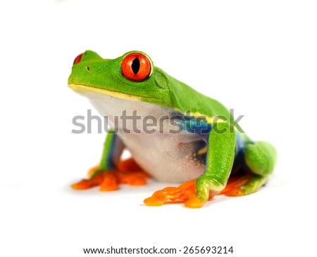 red eye frog Royalty-Free Stock Photo #265693214