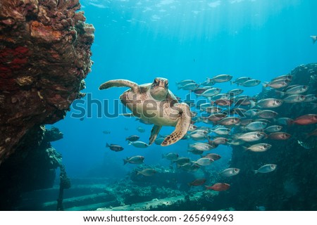 Beautiful underwater scene: A sea turtle swims through a school of red fish as the sun rays filter down through the clear blue ocean in Hawaii.  Royalty-Free Stock Photo #265694963