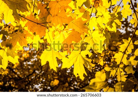 A picture of a tree with yellow leaves 