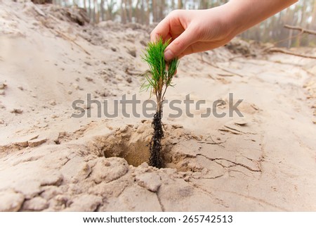 planting a pine tree in the sand