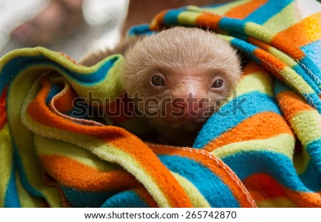 Baby Two Toed sloth wrapped in a colorful blanket 