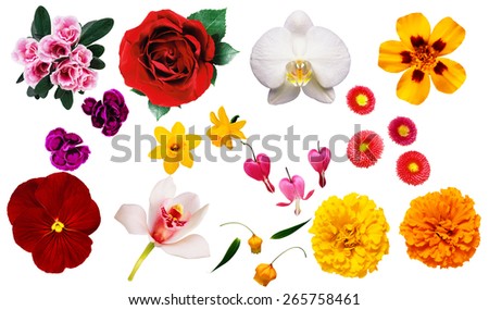 isolated flowers Royalty-Free Stock Photo #265758461