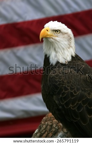 Rescued bald eagle posing in front of an American flag.  The background is real; it was not inserted digitally.