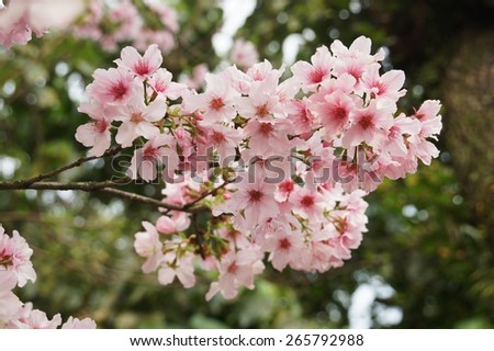 cherry flower blossom