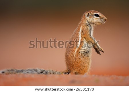 Ground squirrel ; Xerus inaurus; sitting upright on red desert sand