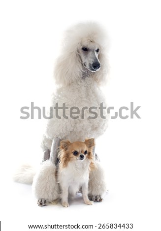 white Standard Poodle and chihuahua in front of white background