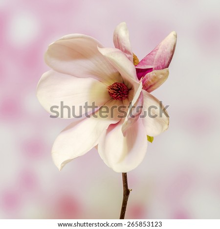 Pink, purple magnolia branch flower, close up, isolated, pink bokeh gradient background.
