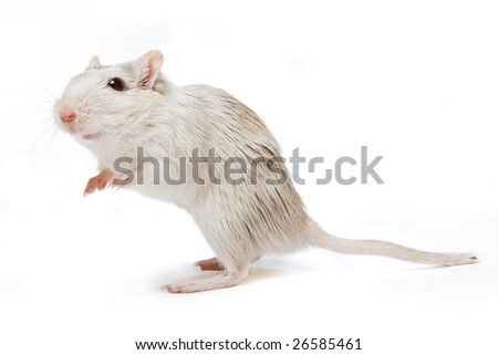 Little white gerbil rat looking curious on a white background