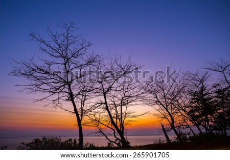 Dead tree at sunset beach