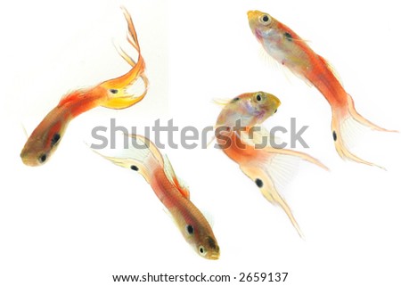 4 male guppies isolated on a white background, showing its beautiful colors and tail