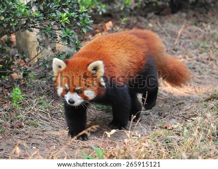 Long tailed red panda bear