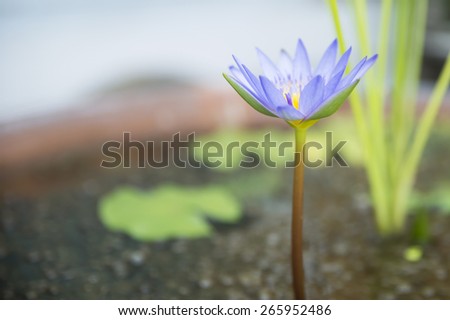 Close-up purple lotus in garden with blurred background.