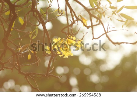 Vintage soft light tone and blurred scene with branch of tree and flowers for nature background