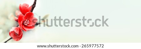 Beautiful soft color flower closeup in banner format and proportion