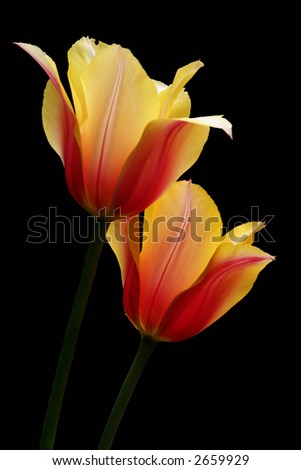 couple of isolated tulips