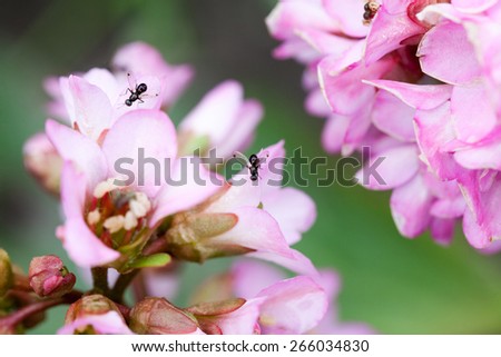 Bergenia ciliata (Elephant ear) - plant with beautiful pink flowers ans small flies